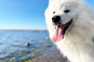 Pet-friendly