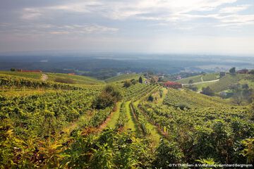 Vineyard