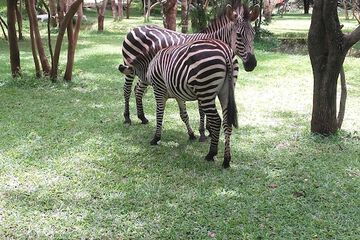 Game viewing