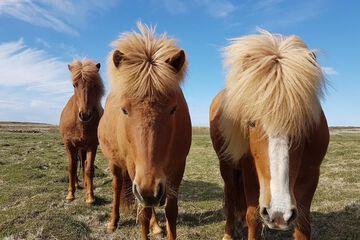 Horseback riding