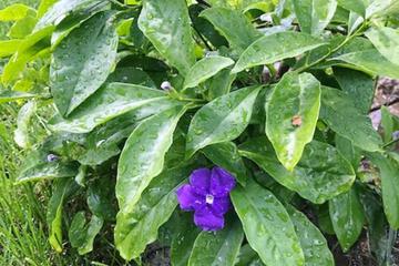Photo 42