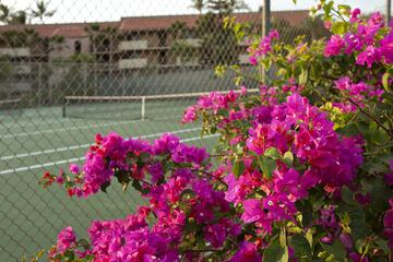 Tennis court