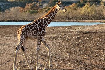 Game viewing
