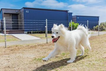 Pet-friendly amenities