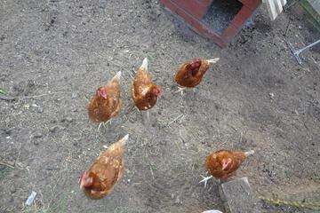 Photo 26