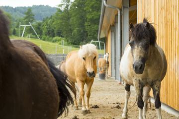 Horseback riding