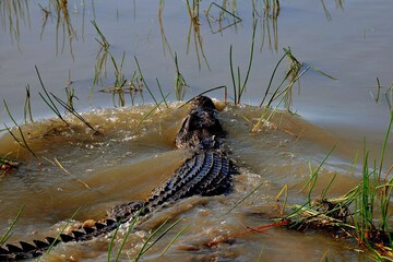 Game viewing
