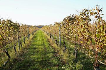 Vineyard