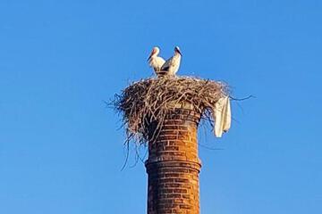 Photo 46