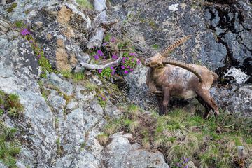 Game viewing