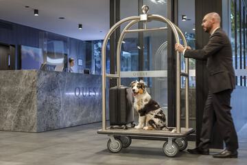 Pet-friendly