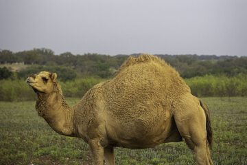 Safari