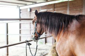 Horseback riding