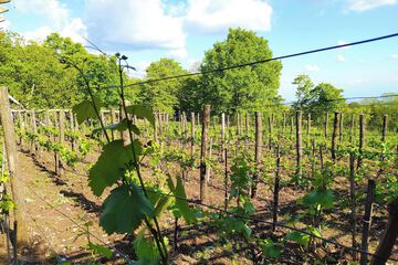 Vineyard