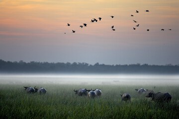 Game viewing