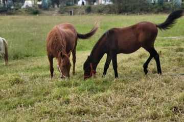 Horseback riding