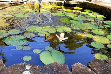 Fountain