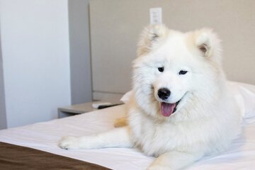 Pet-friendly