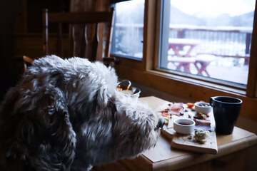 Pet-friendly
