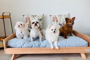 Pet-friendly