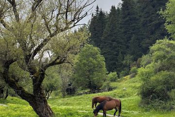 Horseback riding