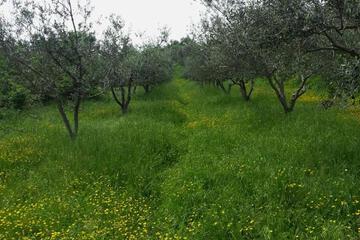 Photo 30