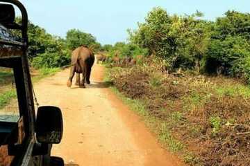 Safari