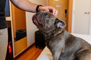 Pet-friendly amenities