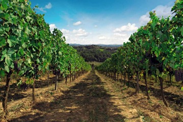 Winery