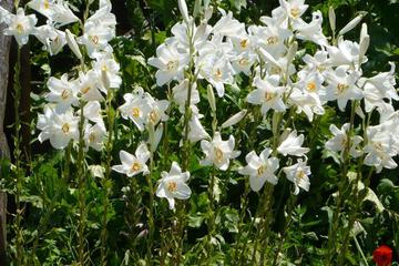 Photo 65