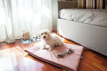 Pet-friendly amenities