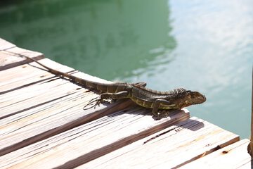 Dock