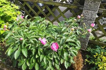 Photo 24