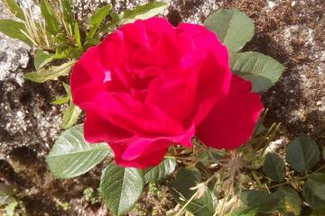 Photo 30