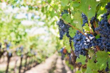 Vineyard