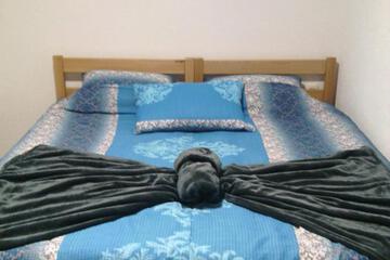 Photo 54