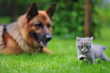 Pet-friendly