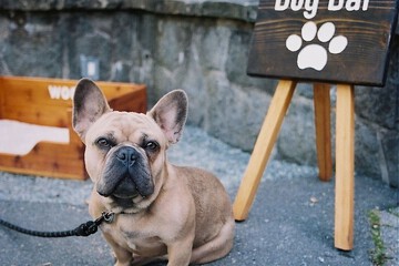 Pet-friendly amenities