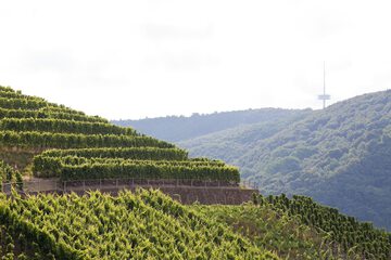Land view from property