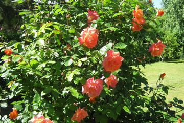 Photo 27