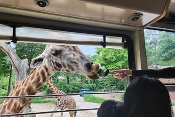 Game viewing