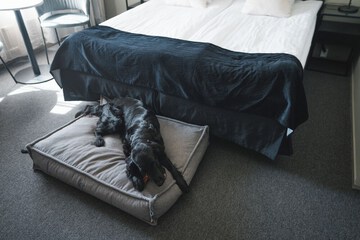 Pet-friendly amenities