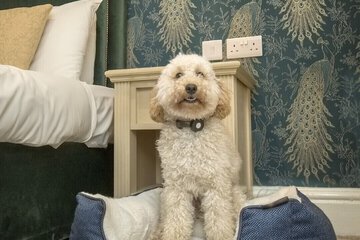 Pet-friendly