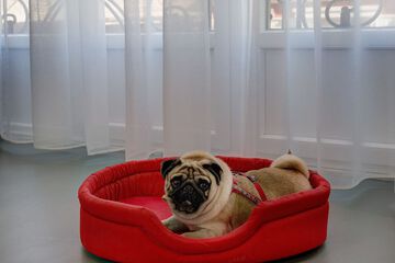 Pet-friendly