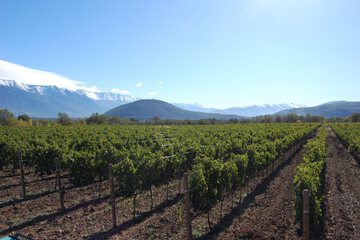 Vineyard