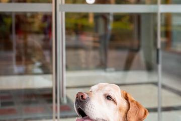 Pet-friendly amenities