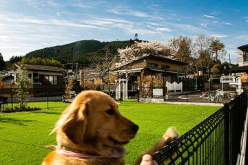 Pet-friendly amenities