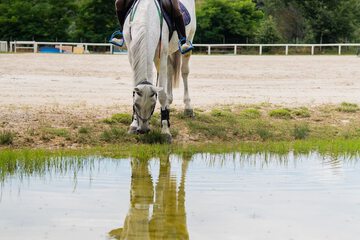 Horseback riding