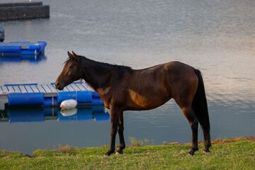 Horseback riding