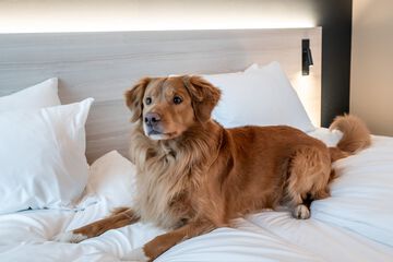 Pet-friendly amenities
